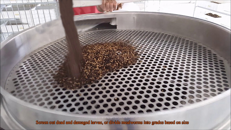 mealworm sifter